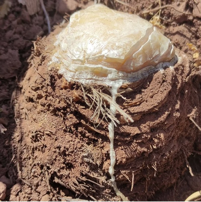 ادویه آنغوزه